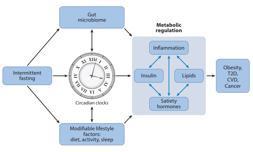 intermittent-fasting-is-the-best-option-to-heal-gut-bacteria-biofittips